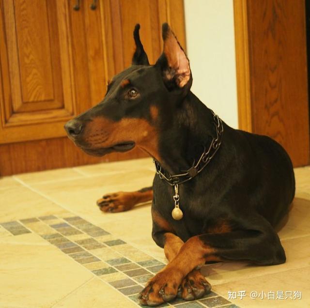 “西装暴徒”——杜宾犬，到底好养不好养？ - 知乎