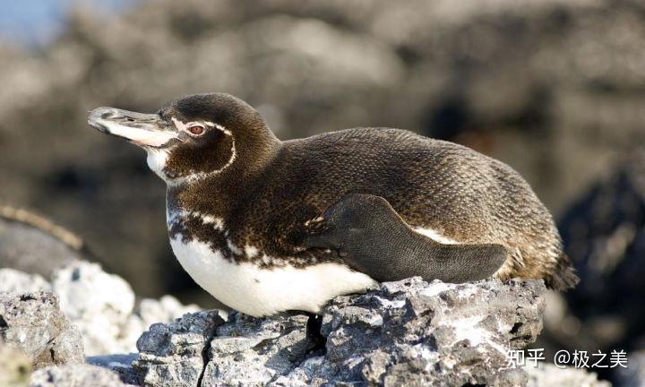位于赤道附近的科隆群岛为什么会有企鹅? 