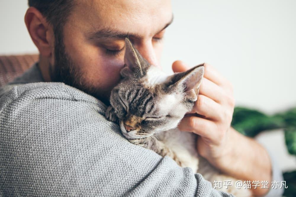 如何正确地抱起一只猫(含训练指南) - 知乎