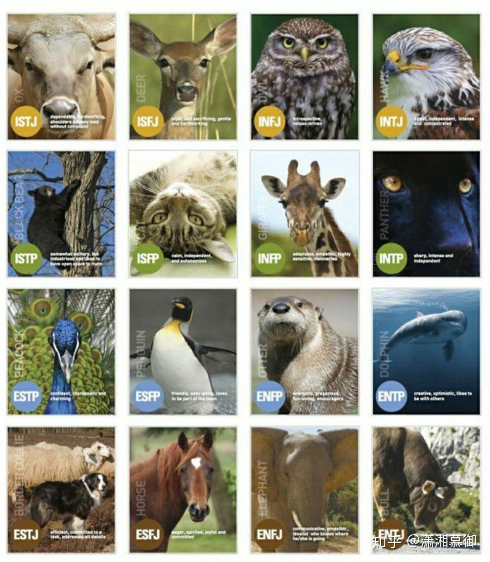 mbti/九型的各位把自己形象化为动物,你们觉得自己是哪种动物? - 知乎