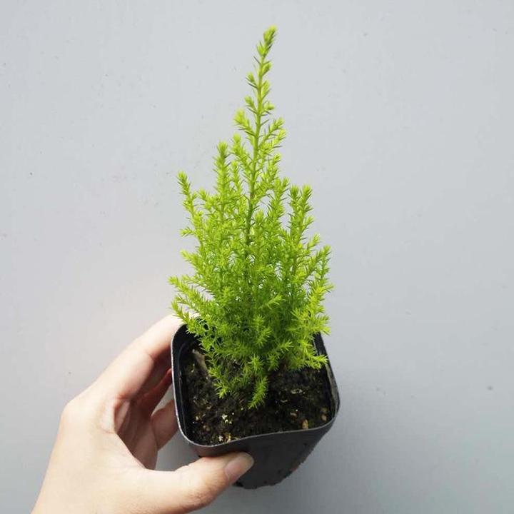 香松养护知识（圣诞树品种之一） - 知乎