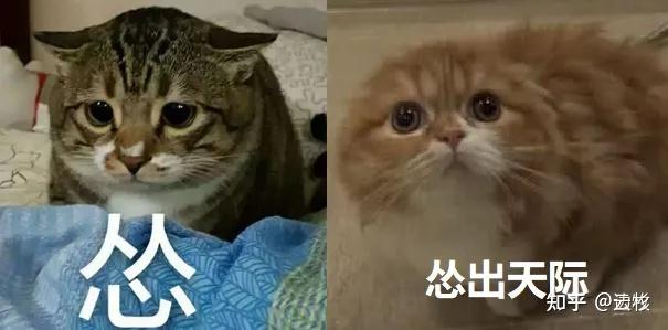 猫有表情吗？