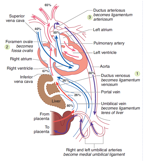什么叫做心脏右向左分流