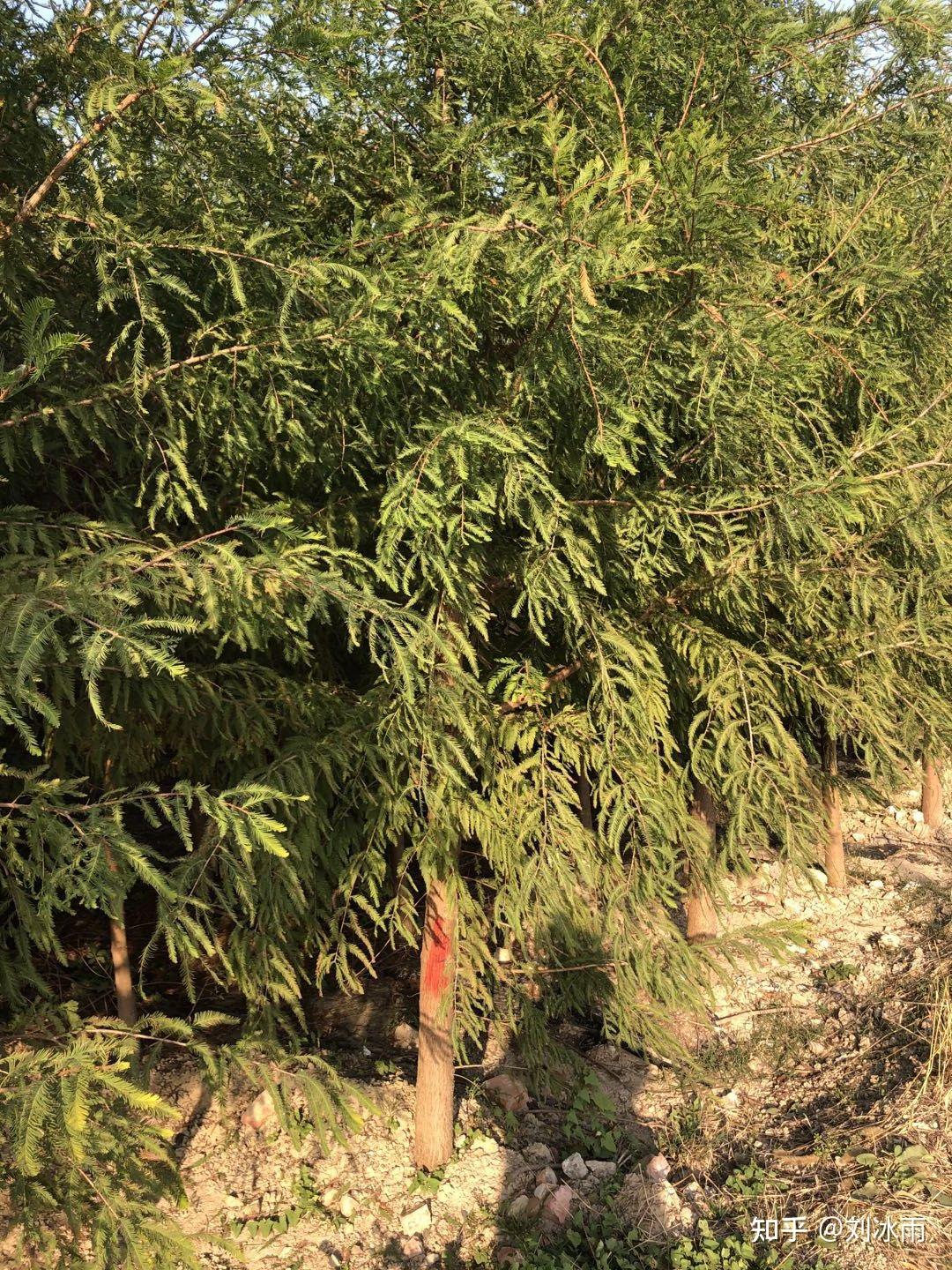 松树柏树和杉树的区别