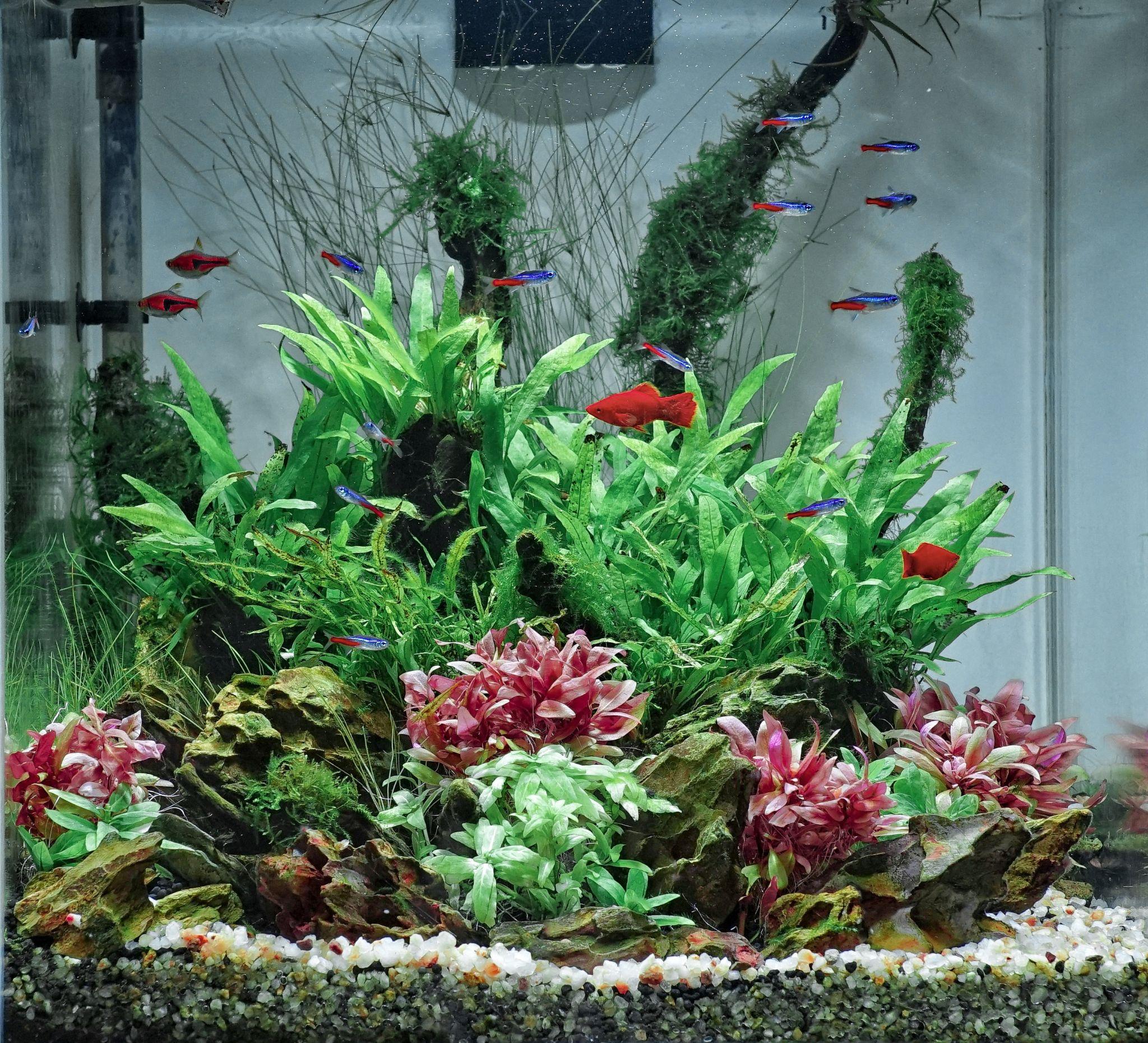 鱼缸草缸里出现白色菌点是什么