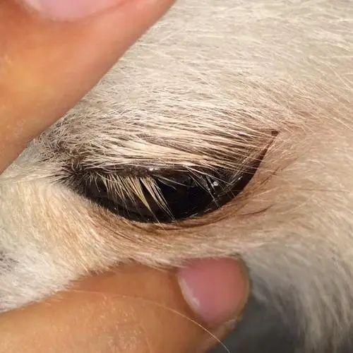 猫长倒睫毛怎么办