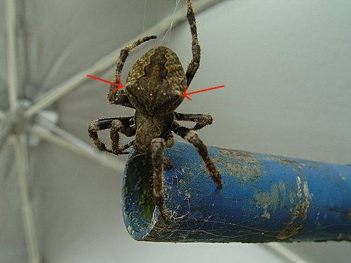 请问这两种都是大腹园蛛么? - 知乎