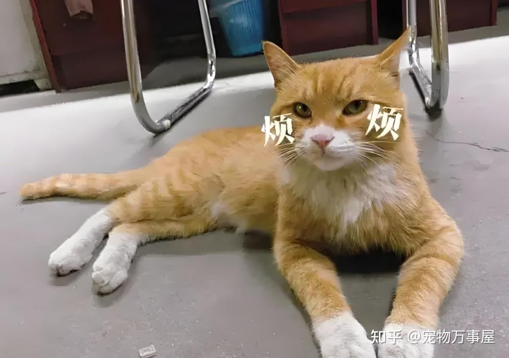 猫咪发情期,这些注意事项你 get 了吗? - 知乎