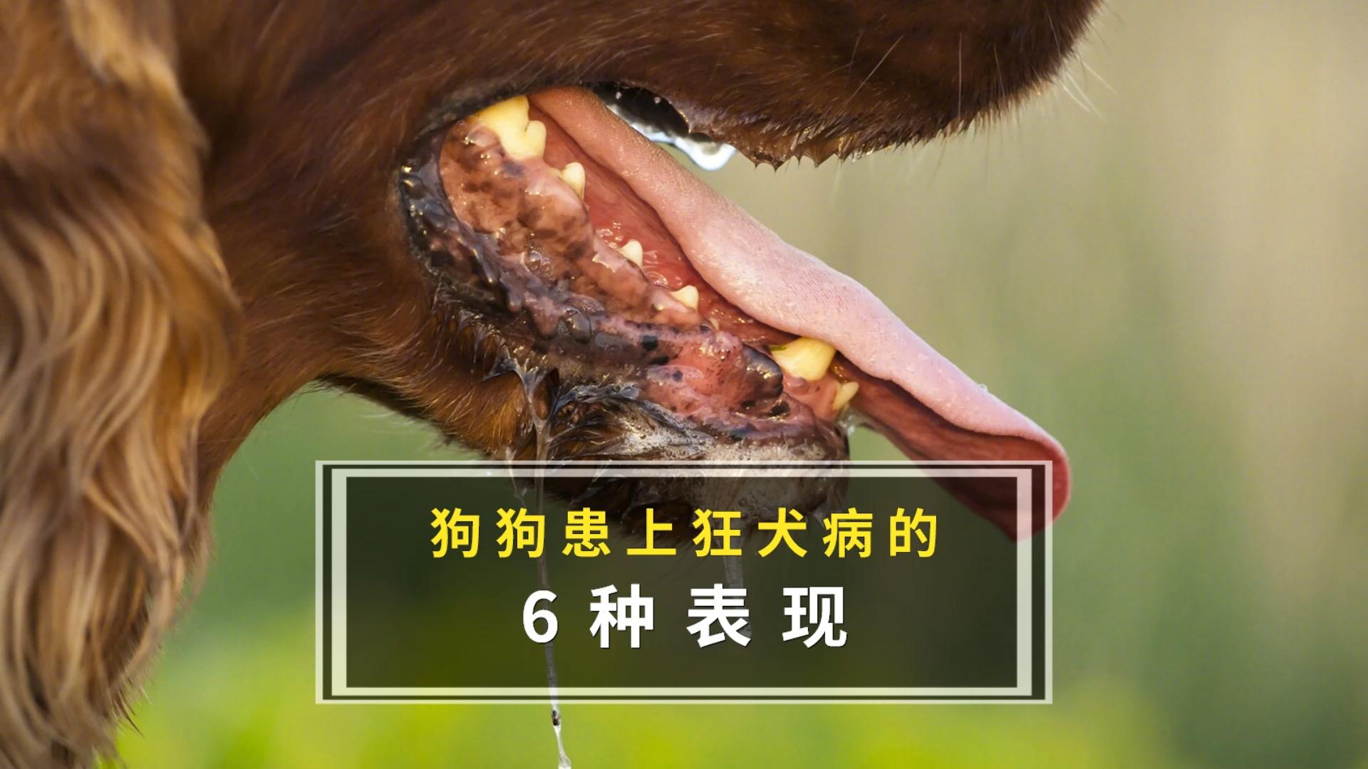 狗狂犬病发作的样子图片