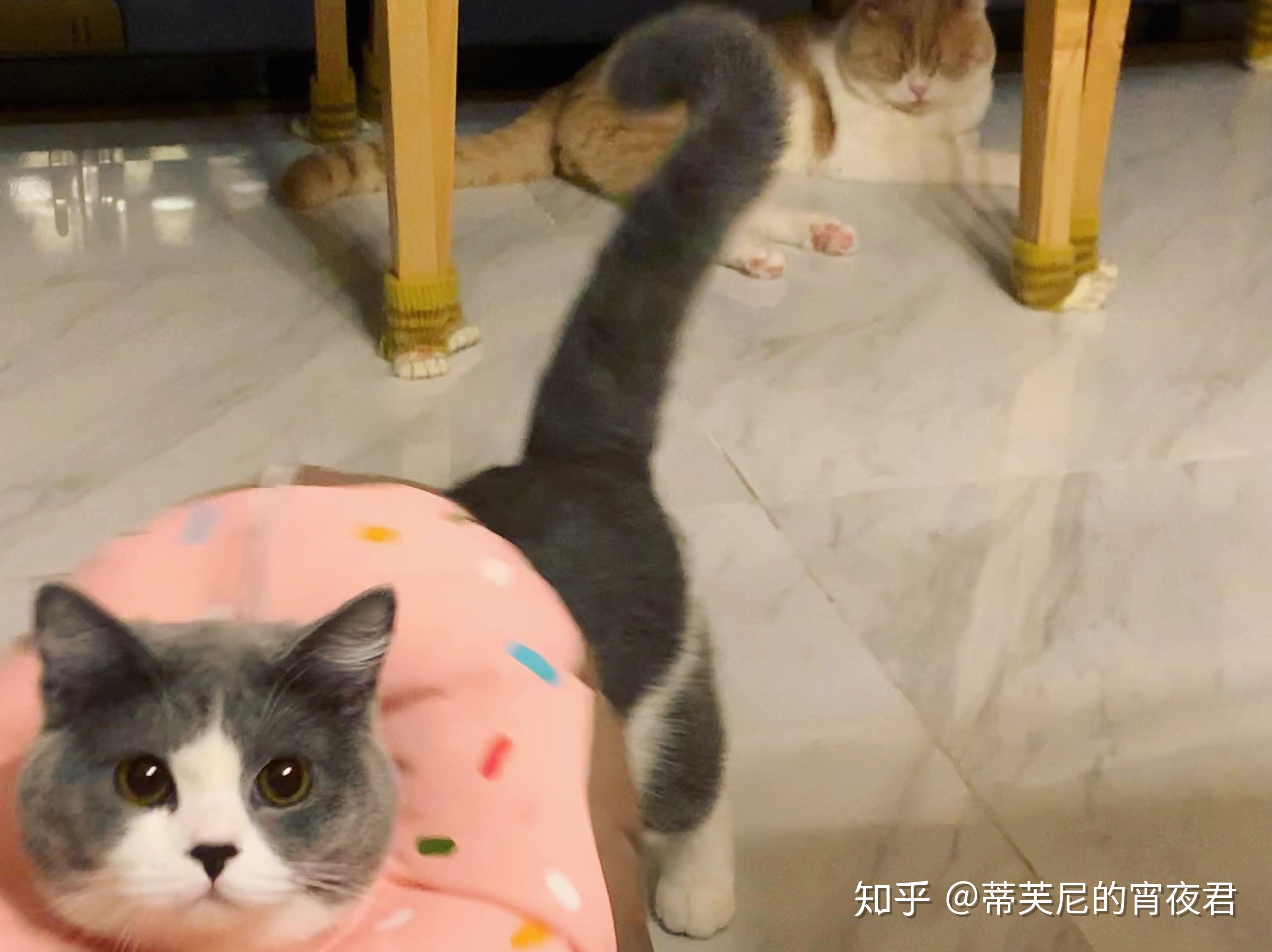 我有只雌雄同体的猫