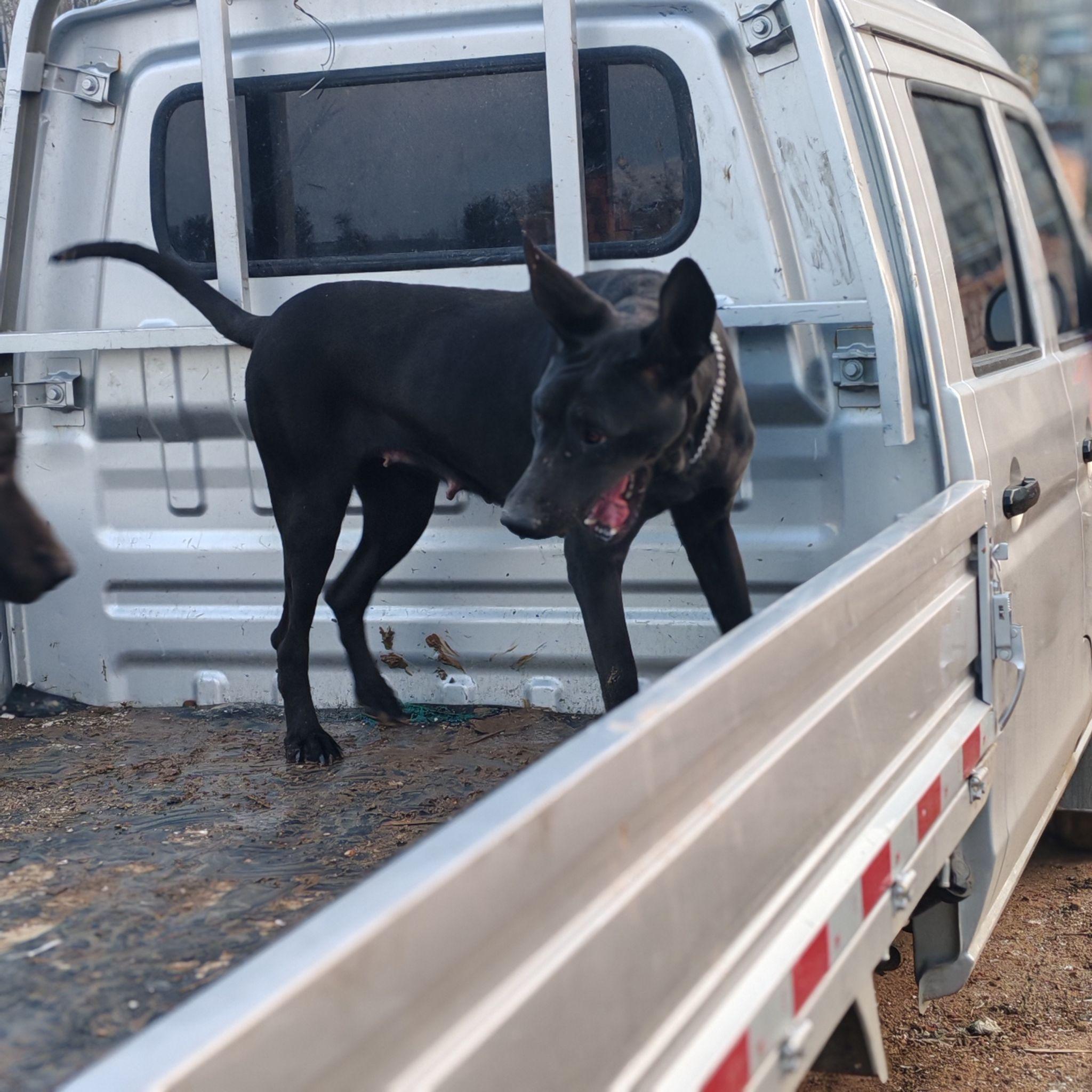 成年黑狼犬的体重在40～55千克之间