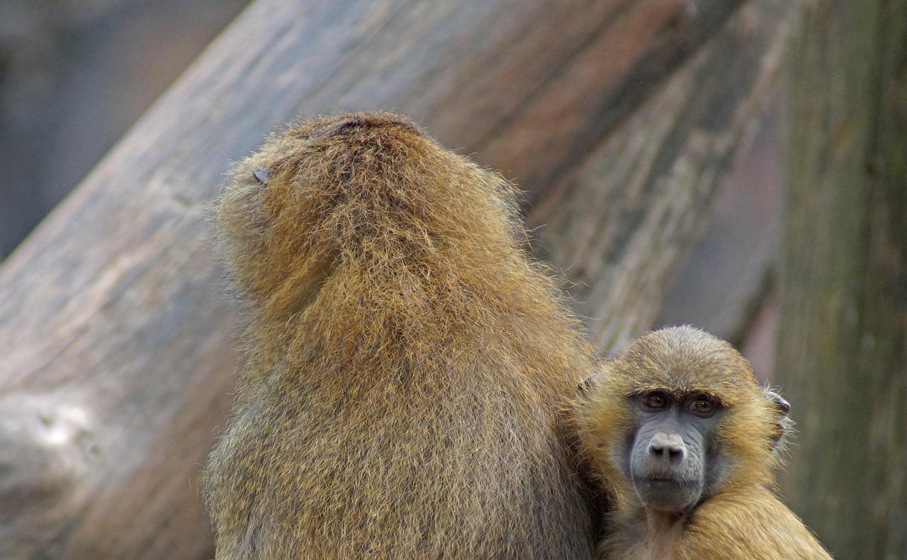 狒狒的社交互动