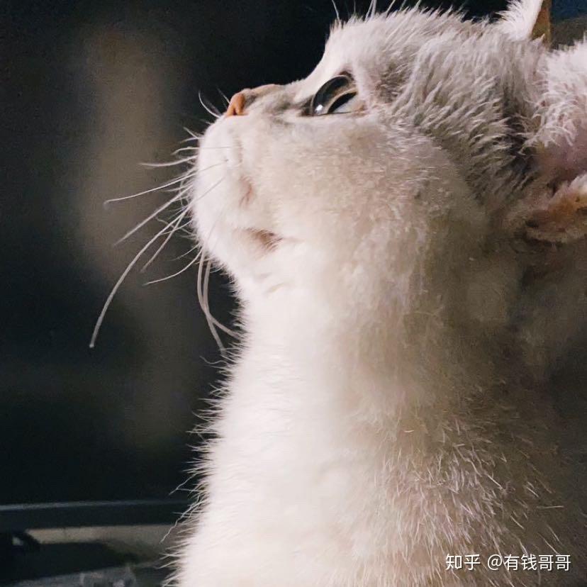 可以看一下你们的猫咪侧颜嘛