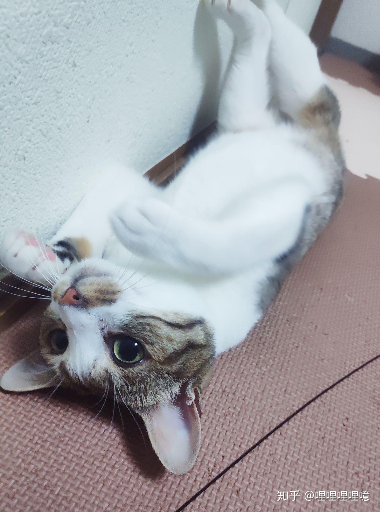 狸花猫可以漂亮到什么程度