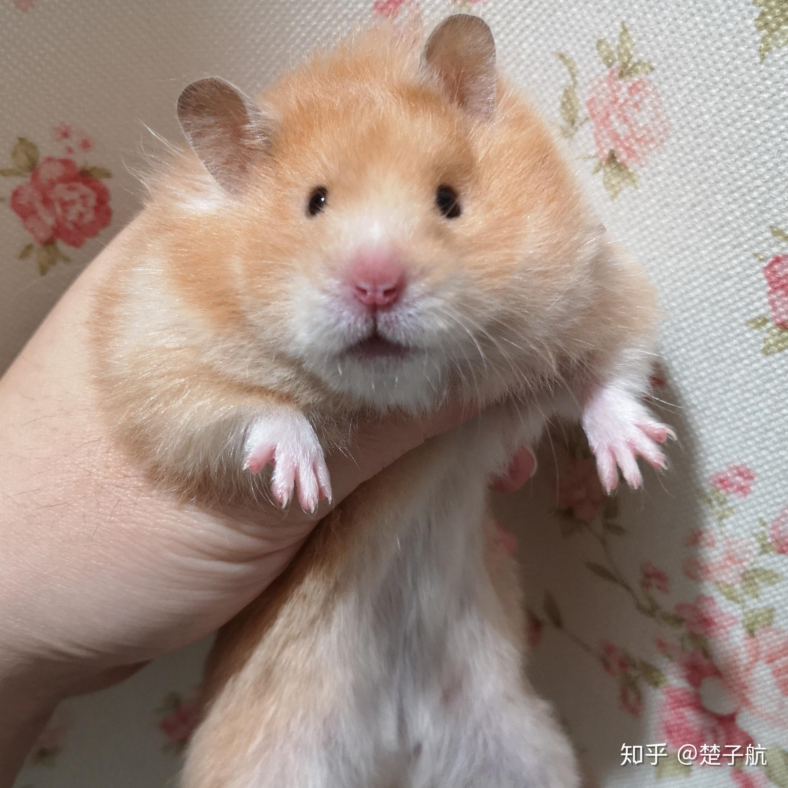 请问有没有人知道这是什么品种的金丝熊? - 知乎