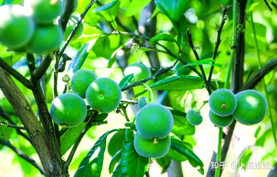 什么叫化橘红，化州化橘红最正宗产地是哪些镇？第一化州平定镇？ - 知乎