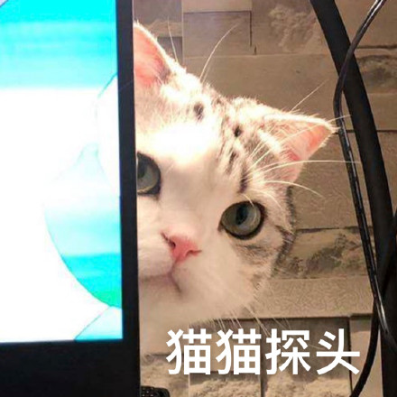 有什么特别可爱猫猫的动态图或表情包吗