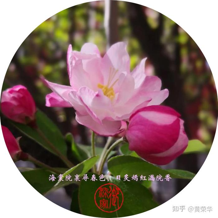 古诗词里的中国传统色嫣红 - 知乎
