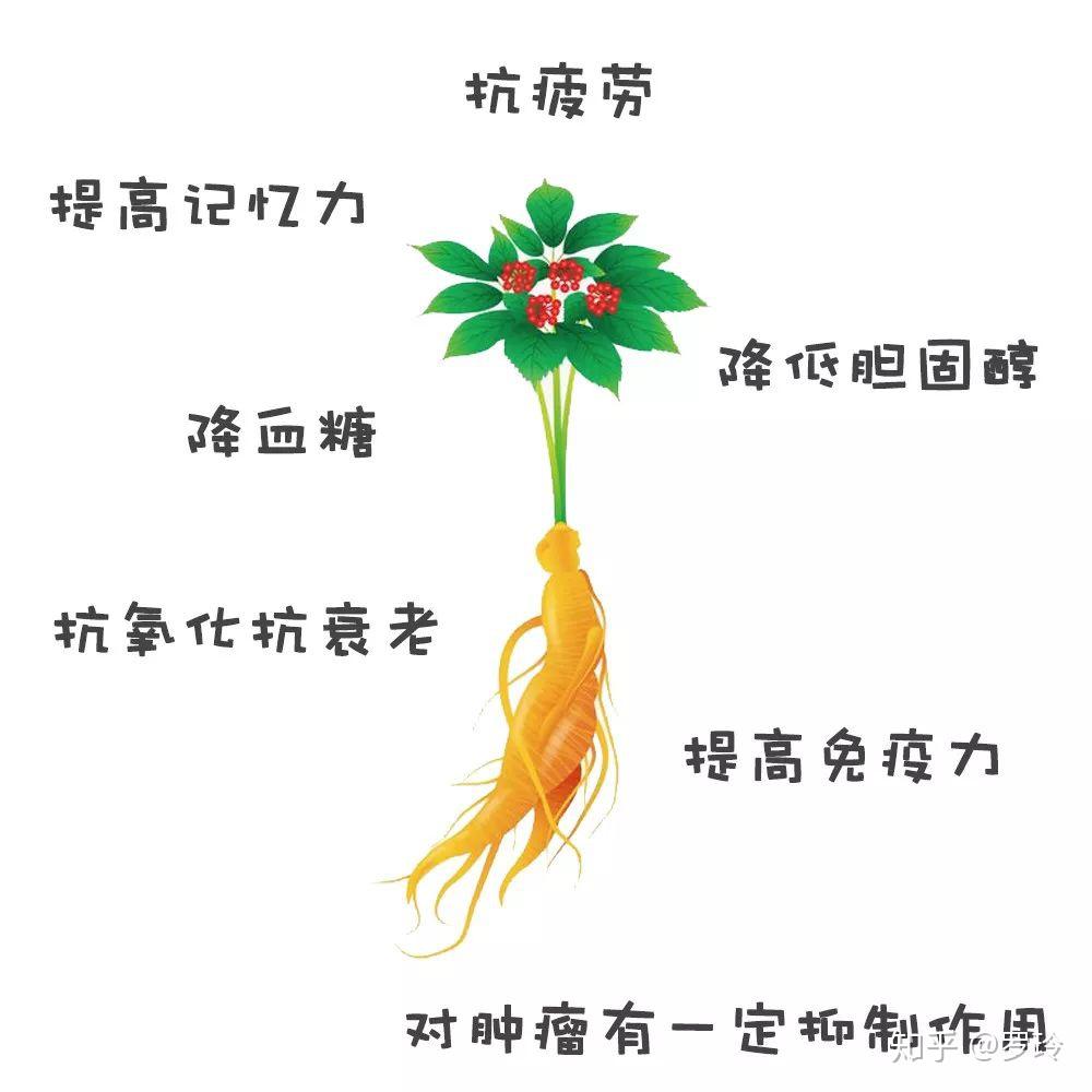 被誉为“百草之王”的人参,你到底了解多少?8张图轻松让你秒懂 - 知乎