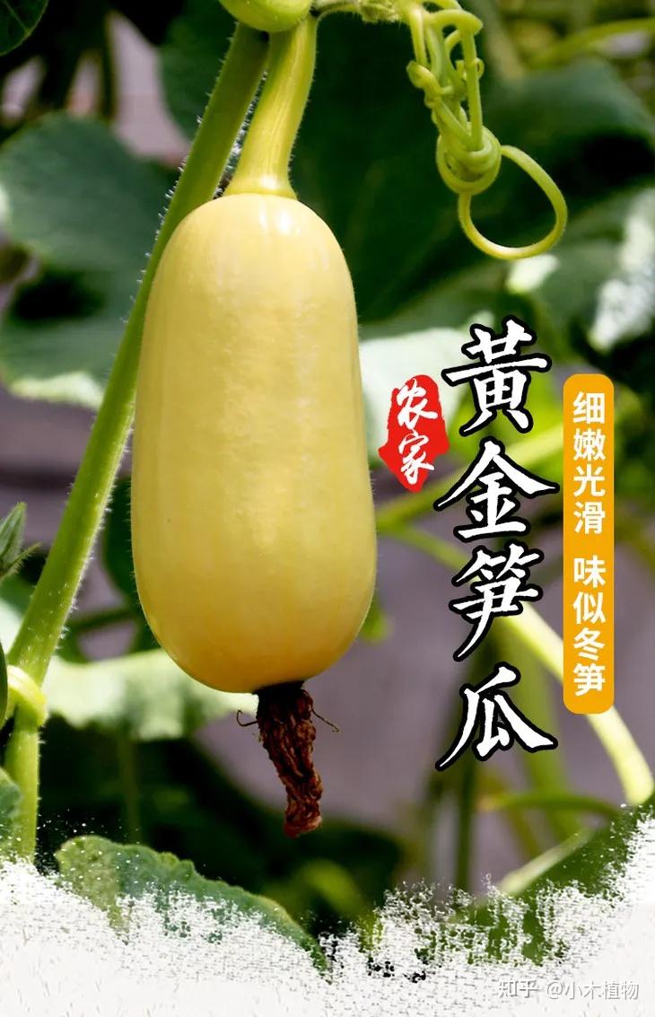 瓜界四兄弟“冬瓜、南瓜、西瓜、北瓜”一下凑齐了一桌麻将 - 知乎
