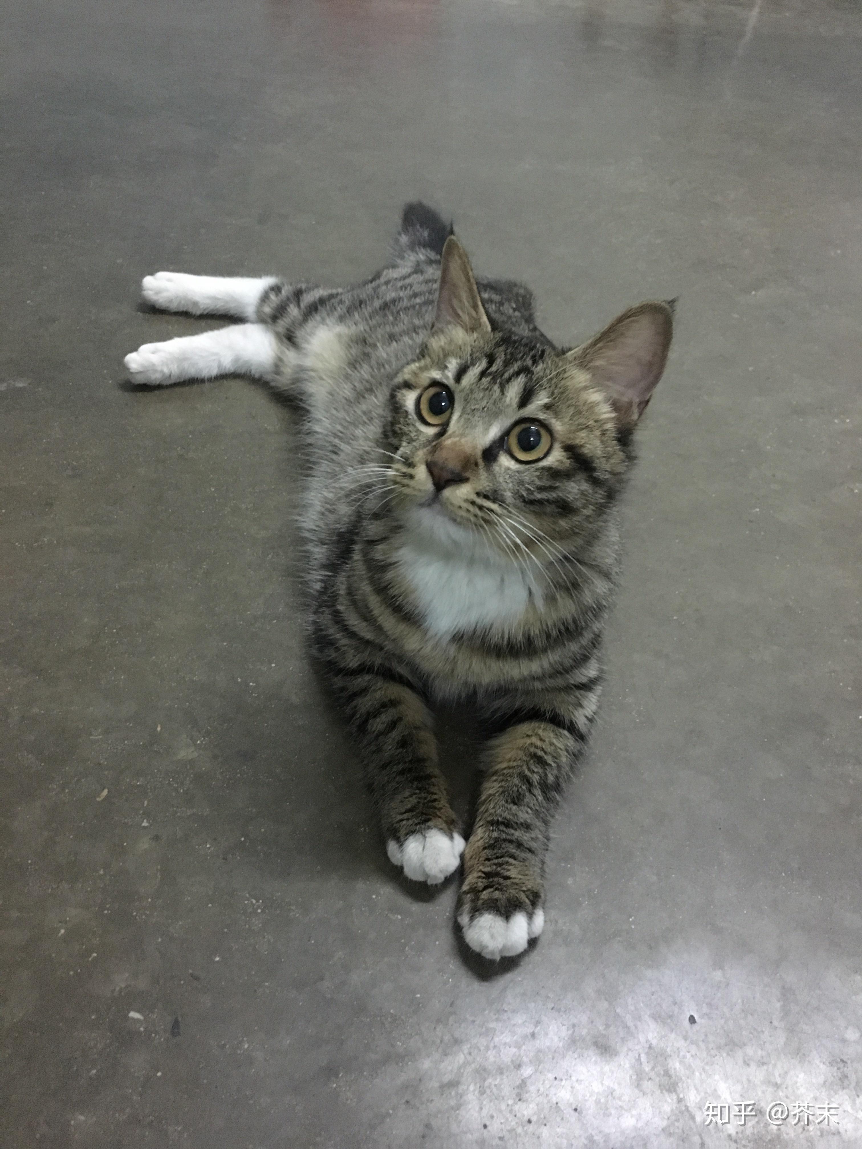 这只是狸花猫还是美短?