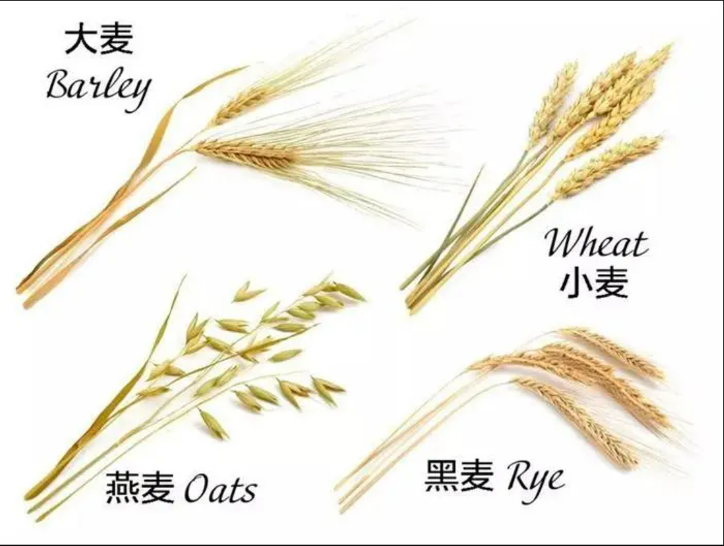 BHS家酿培训（一）——麦芽：麦是麦，麦芽是麦芽 - 知乎