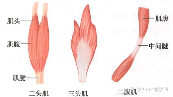 医学笔记,系统解剖学#9-肌学总论 - 知乎