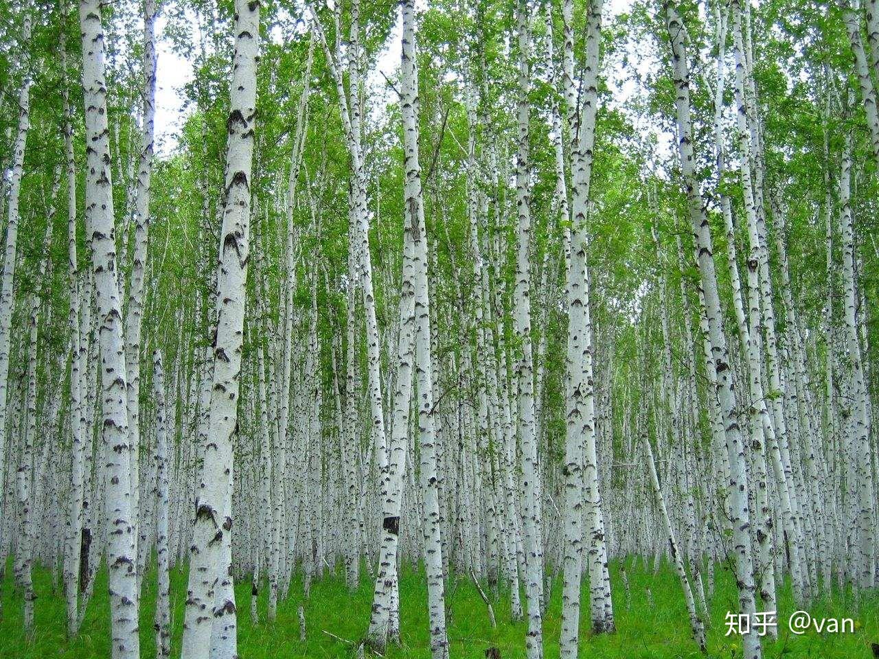 白桦俄罗斯国树图片