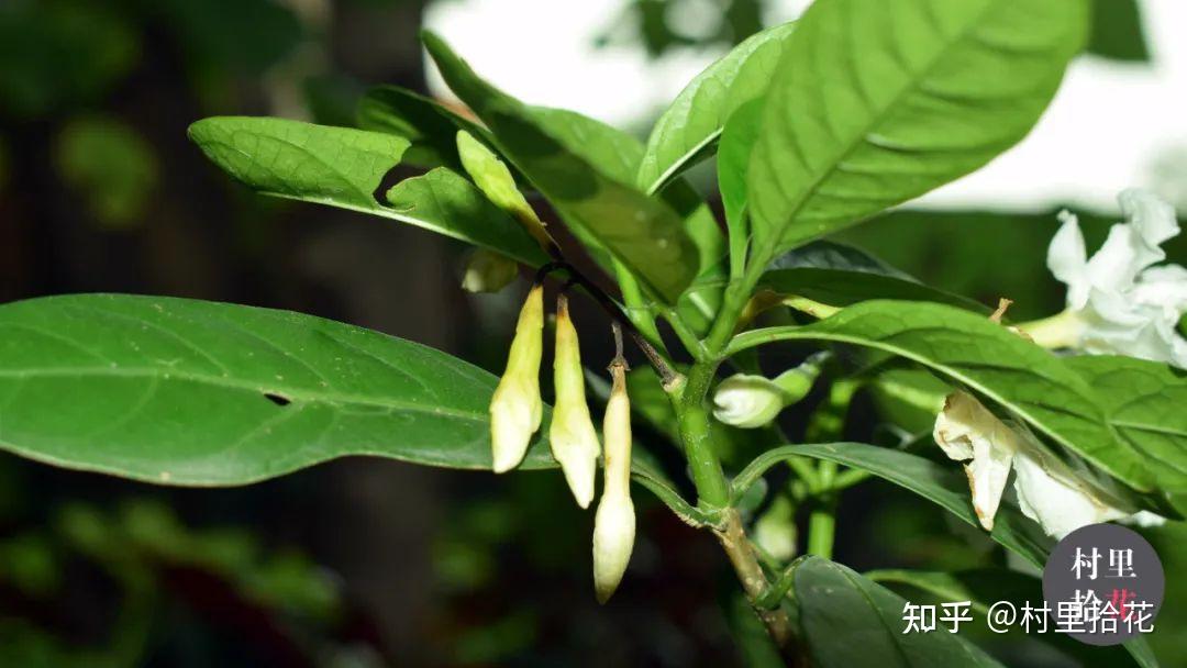 「狗牙花」狗牙貌似没那么晶莹洁白吧？ - 知乎