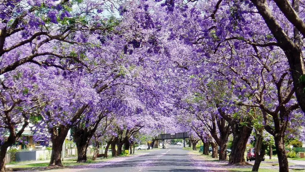 当蓝花楹 Jacaranda 花开的时候 花语小镇grafton散记 知乎