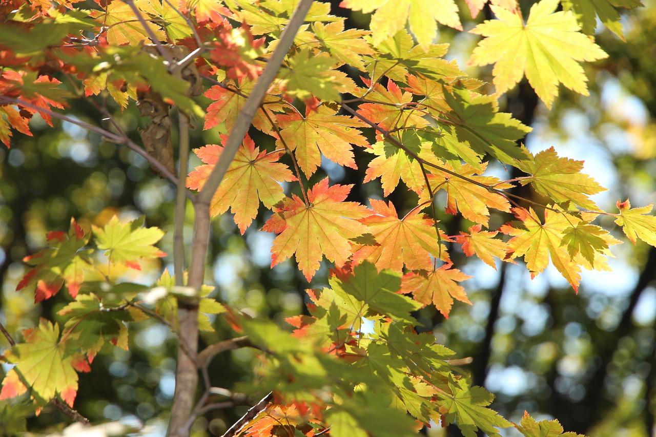 3. 叶黄急救处理