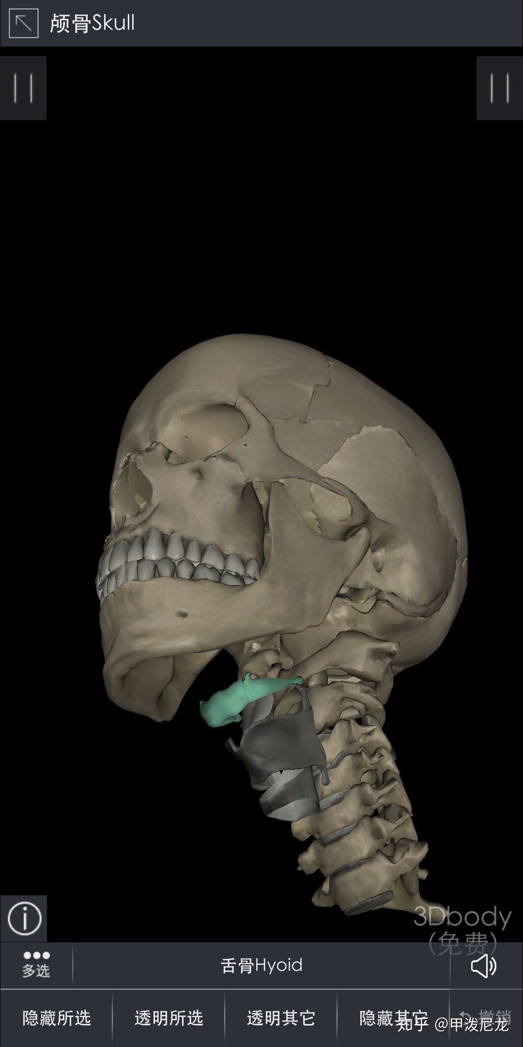 舌骨在哪个位置图片图片