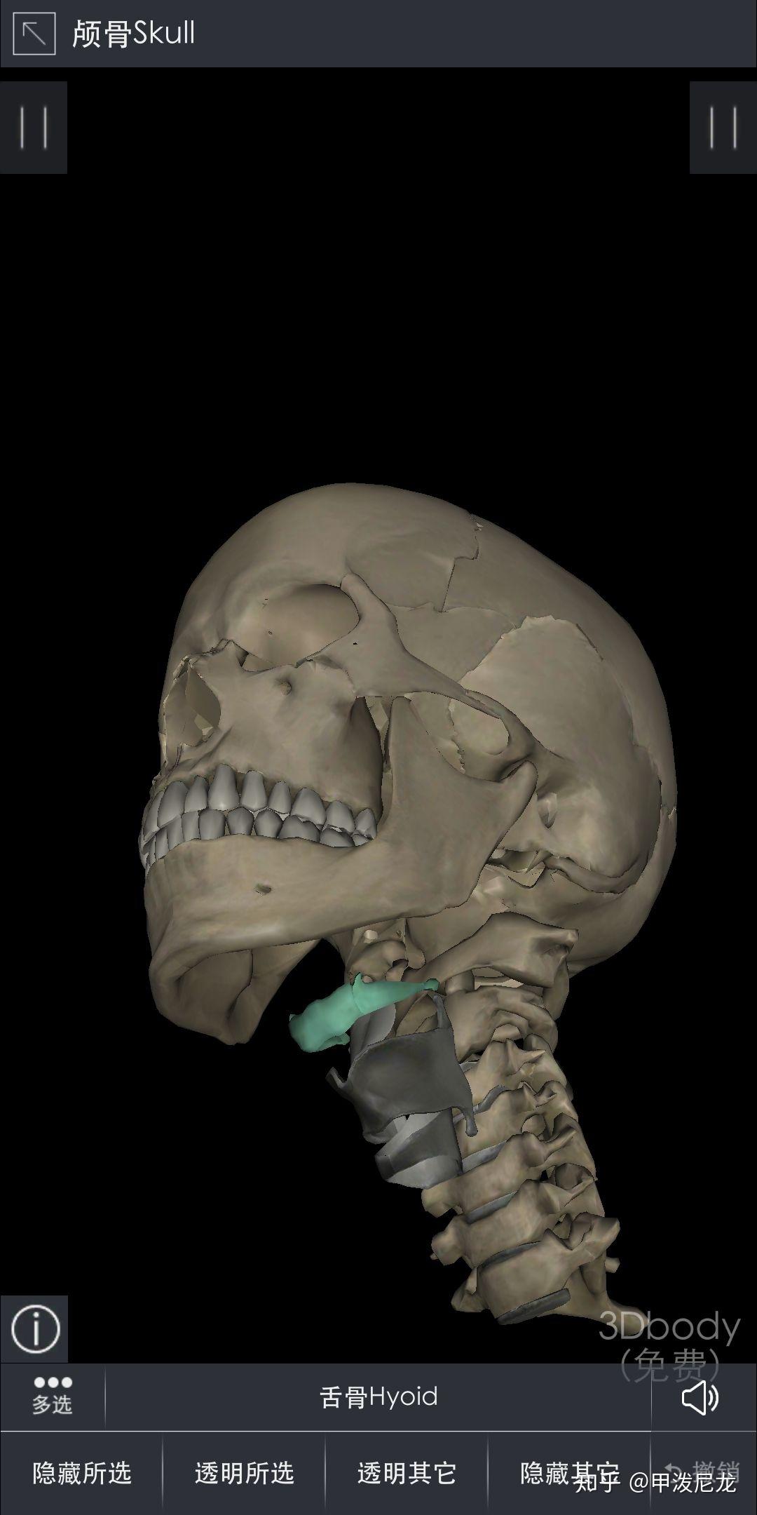 舌骨的位置,最好有图,求问舌骨的位置,怎么找到它? - 知乎