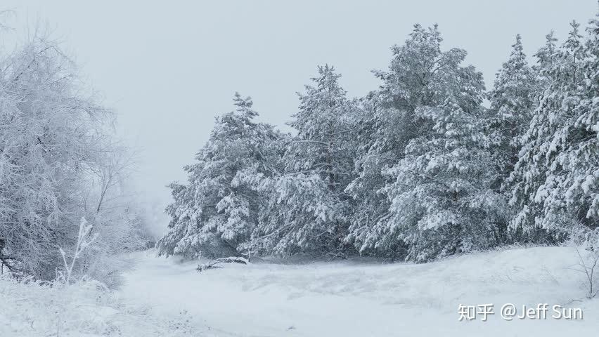 特朗斯特罗姆的树和天空一诗中诗的最后为什么说树在等待雪花绽放的