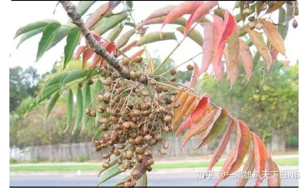 漆树过敏患者有哪些快速治疗的好方法？ - 知乎