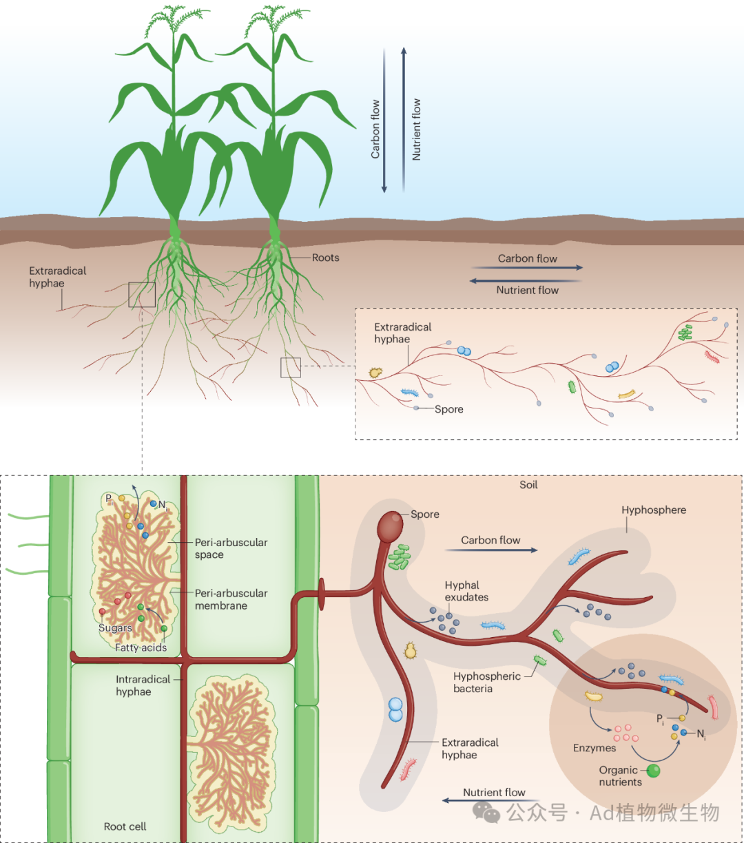 Nature Reviews Microbiology：植物-丛枝菌根真菌-细菌连续体的跨界营养交换与分子调控 - 知乎
