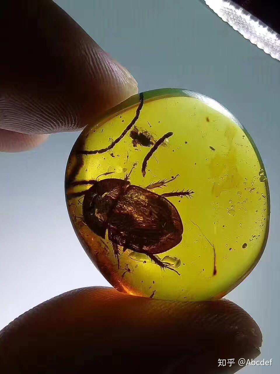 如何评价科学家首次发现来自约1亿年前的蛇琥珀