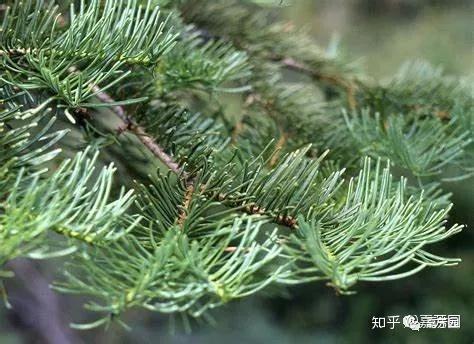 【气味笔记】冷杉家族调香手记 - 知乎