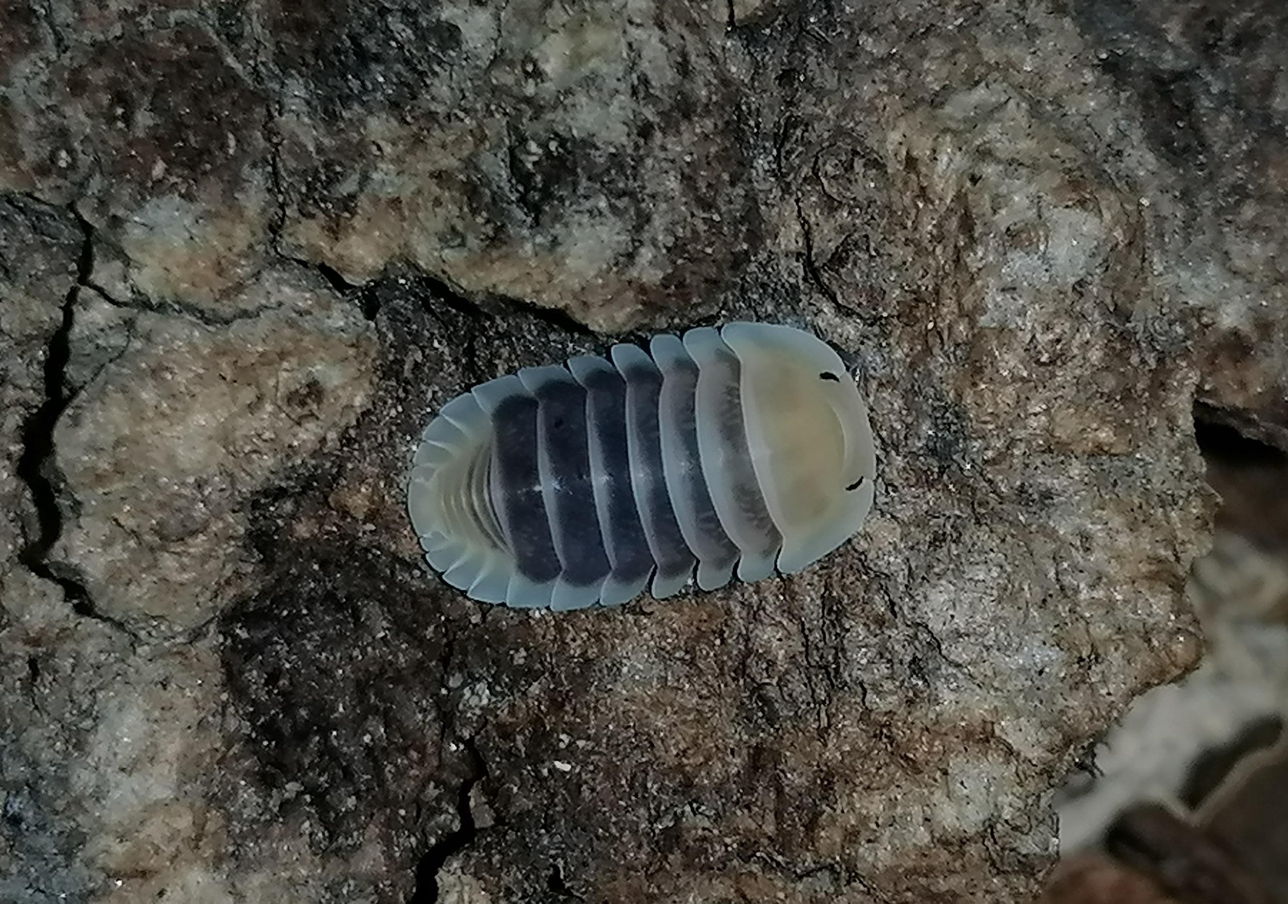 鼠妇虫如何大量的诱捕,注意不是捕杀? - 以身饲人 的回答 - 知乎