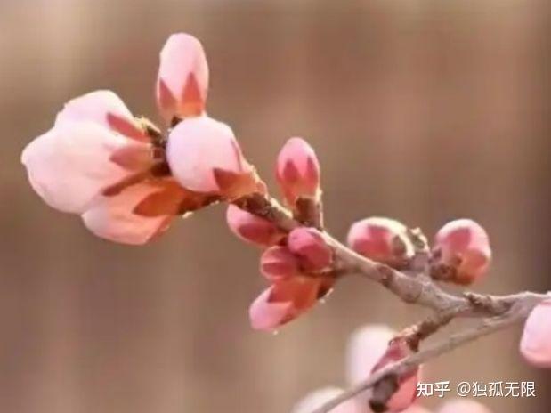 生命的奥秘——3 林奈 - 知乎