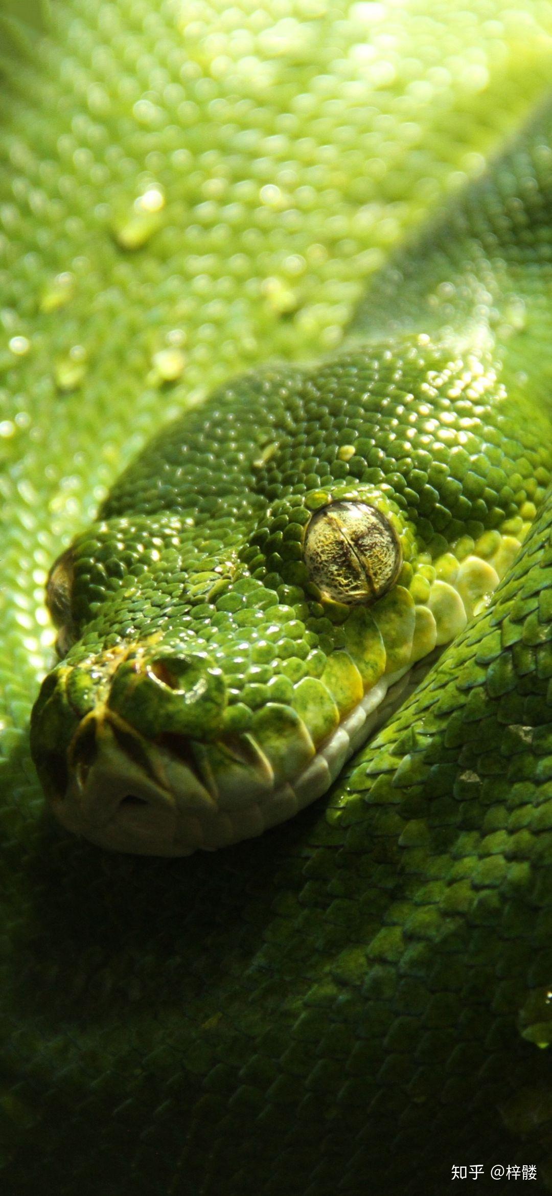 有没有好看的蛇图啊,想拿来当壁纸?