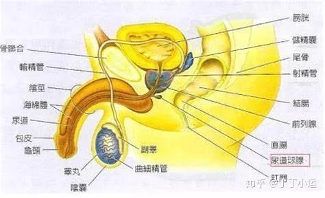 的透明液體那個就是前列腺液和尿道旁腺液什麼的吧那個會導致懷孕嗎