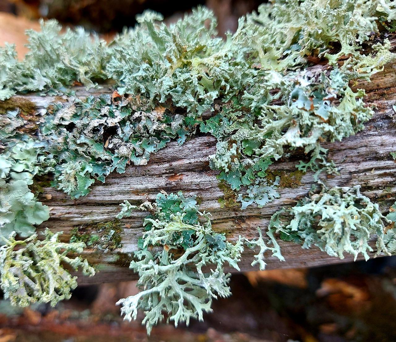 4. 沙表密度影响