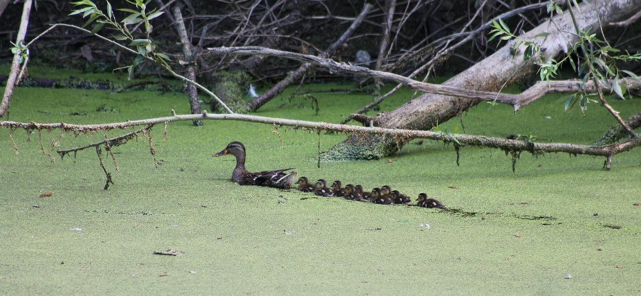 小鸭电话号码是多少