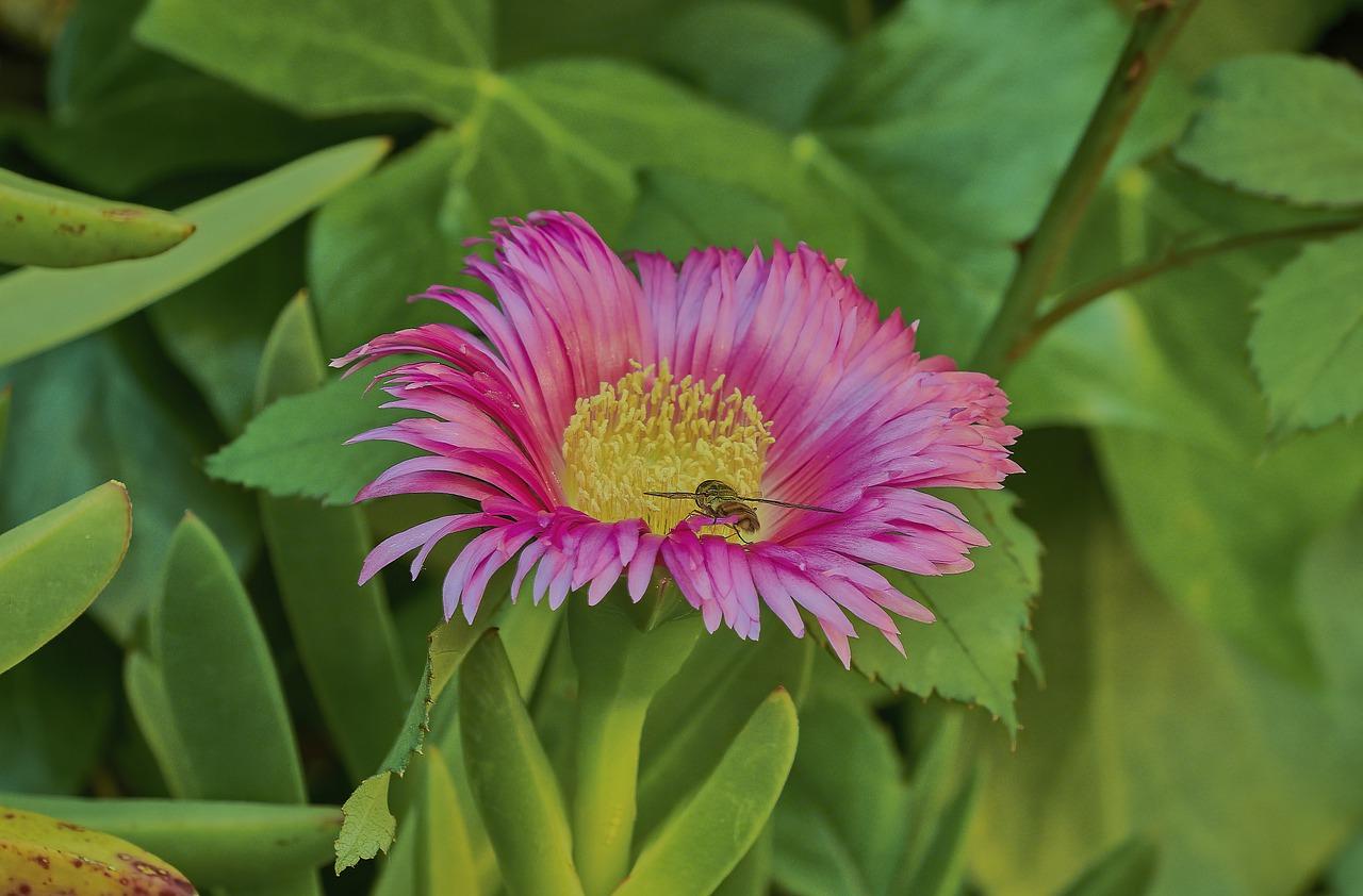 2. 菖蒲土壤选择