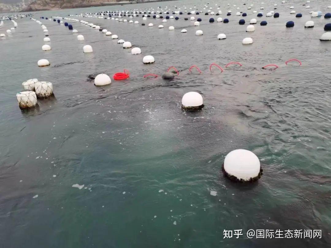 科技动态 全国首创海洋人工上升流技术在舟山海试 - 知乎