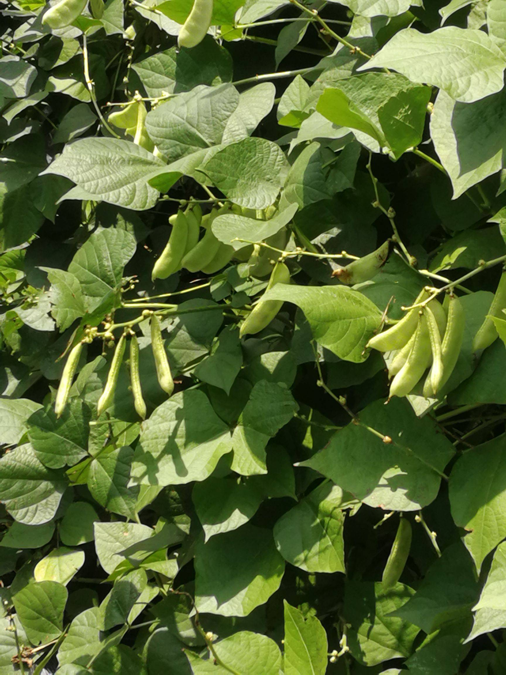 白扁豆有哪些药用功效?