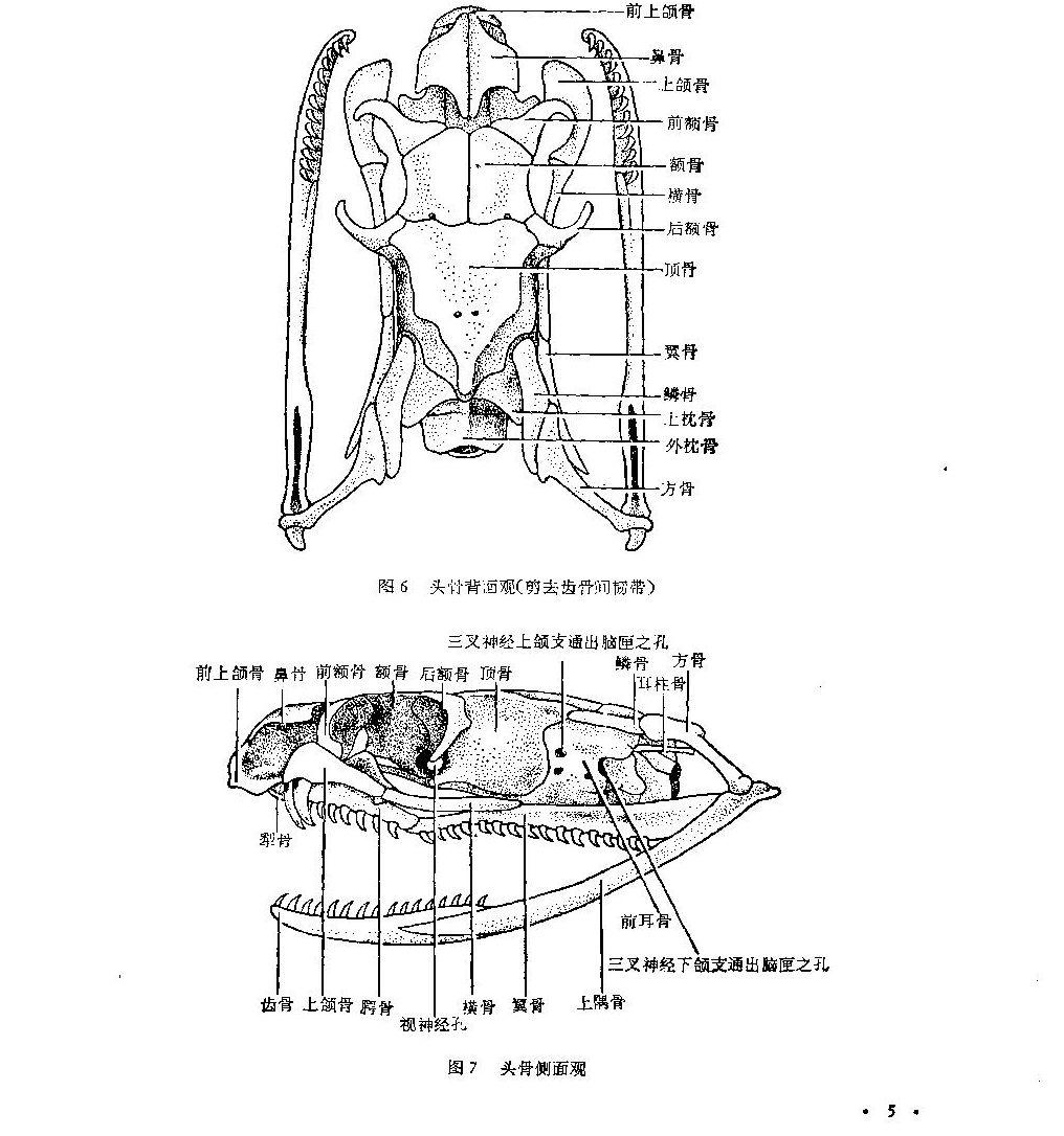 眼镜蛇两颗毒牙后面长的小细牙的作用是什么? - 知乎