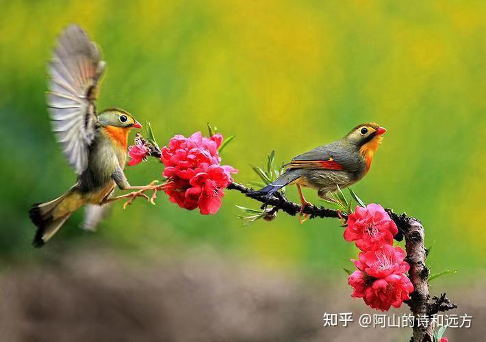 庆春诗三首：我把对春天的相思写进春色里 - 知乎