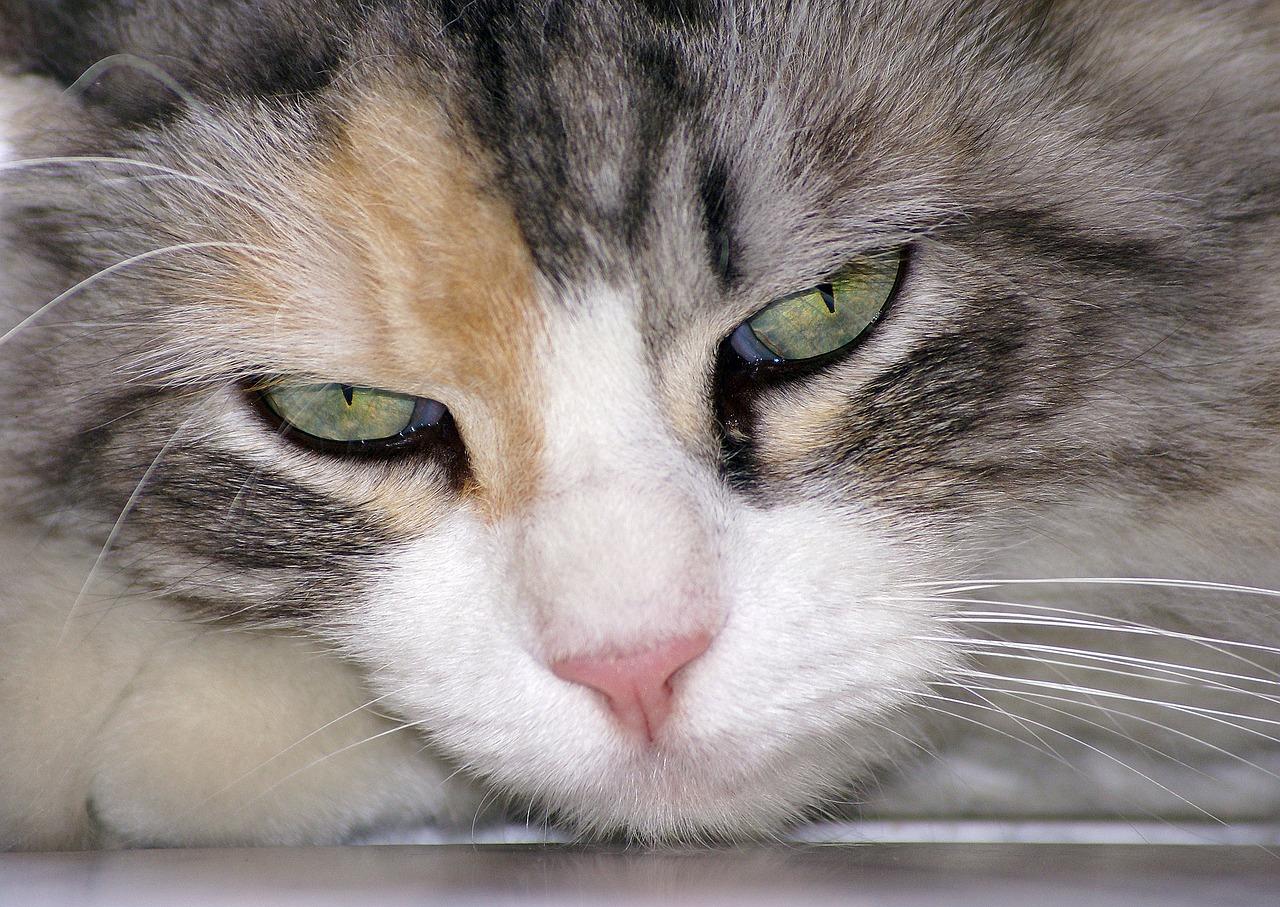 4. 猫眼成像机制